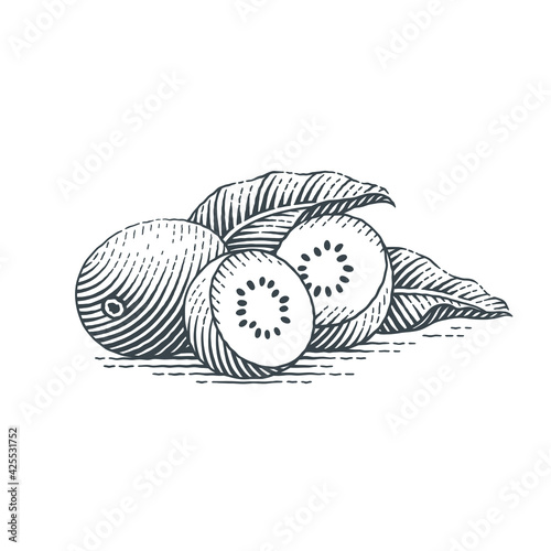 Kiwi. Hand drawn engraving style vector illustration.