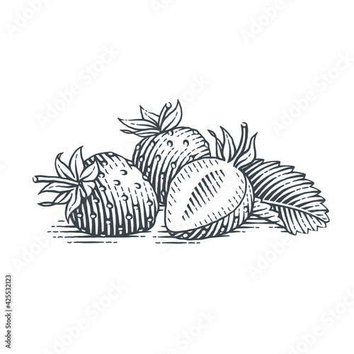 Strawberry. Hand drawn engraving style vector illustration.