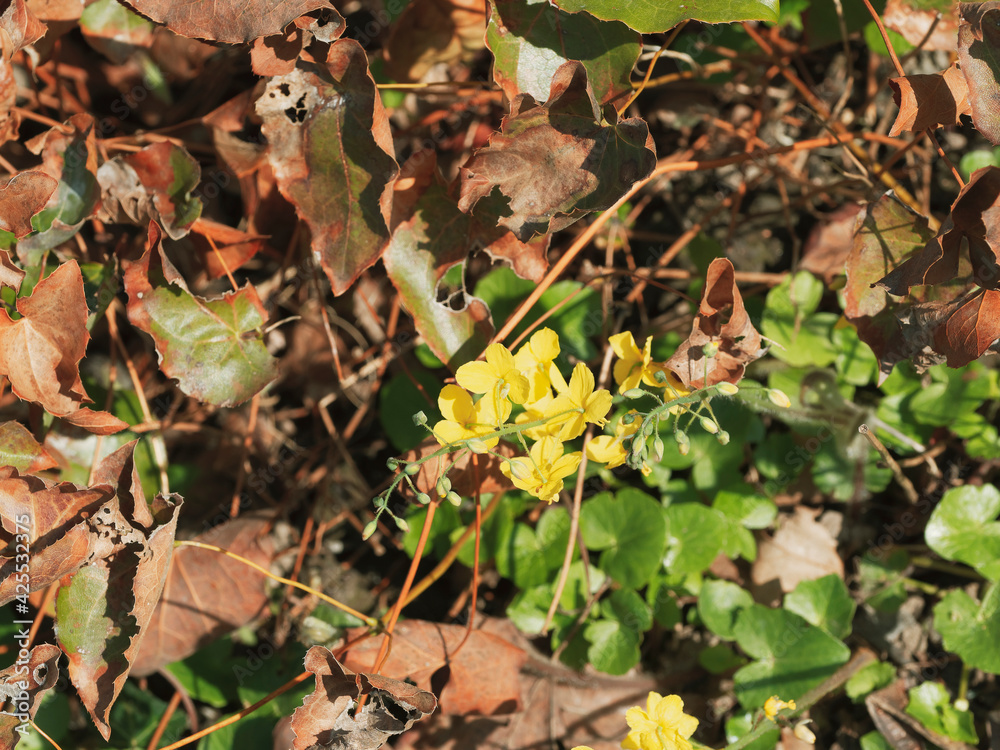 Epimedium perralchicum | Elfenblume oder Sockenblume 'Frohnleiten' als Ziergrass, einen perfekten Bodendecker mit mit seiner wunderschöne Blattzeichnung Epimedium perralchicum | Elfenblume oder Sockenblume 'Frohnleiten' als Ziergrass, einen perfekten Bodendecker mit mit seiner wunderschöne Blattzeichnung