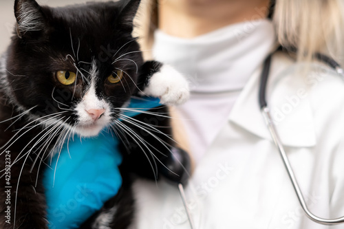 Veterinarian in a white coat with a phonendoscope and blue gloves holds a black and white cat in his arms close-up