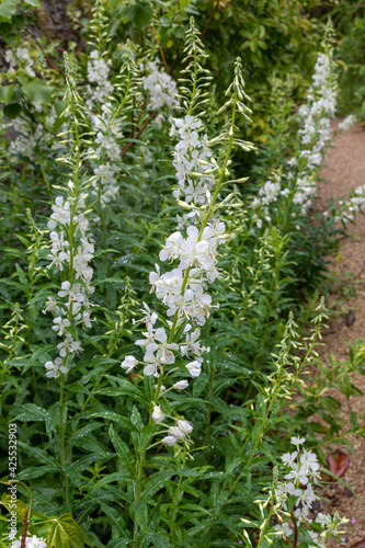 White physostegia in the garden photo