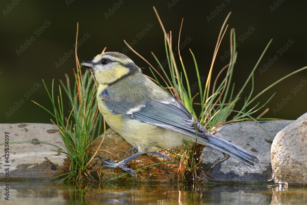 Obraz premium Blue tit (Parus caeruleus) stands on stone with grass by the bird's waterhole. Czechia. Europe.