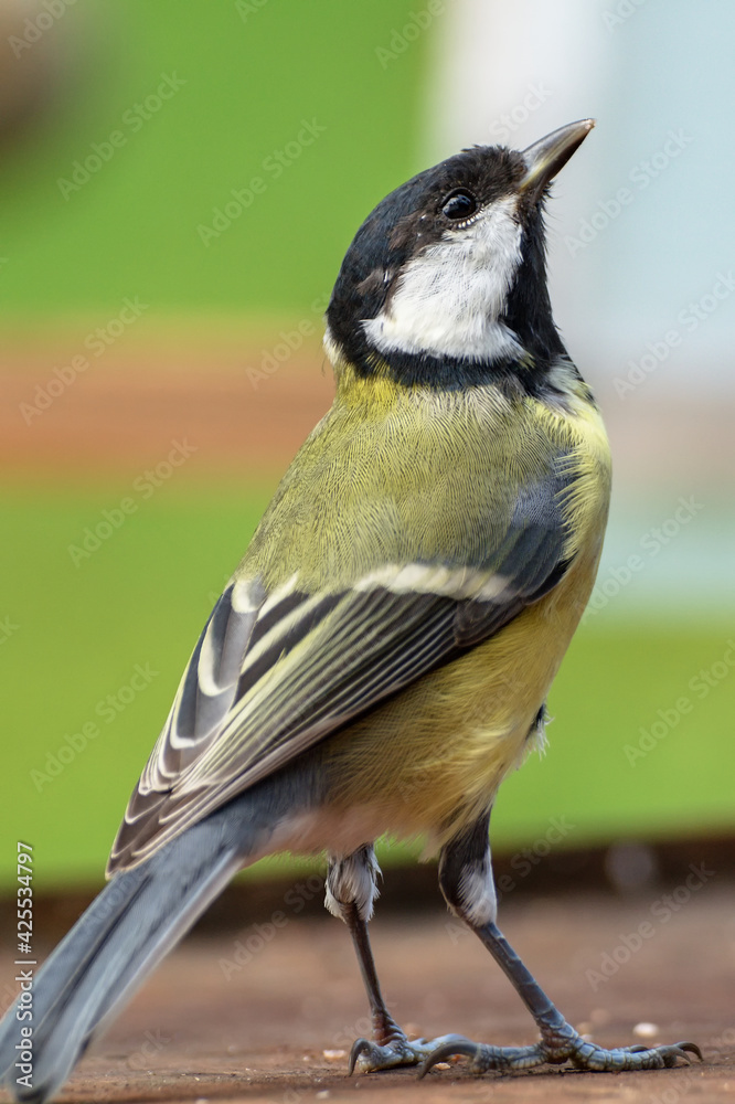 Obraz premium Great tit looks up at the sky. Czechia. Europe. 