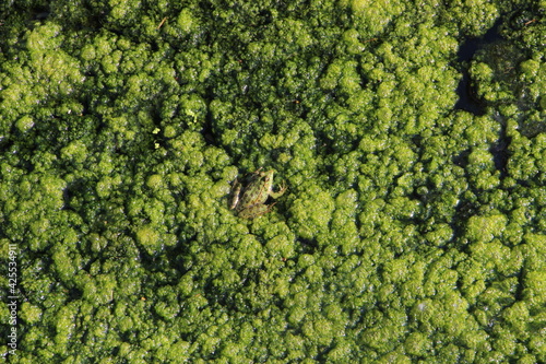 Frog in the river
