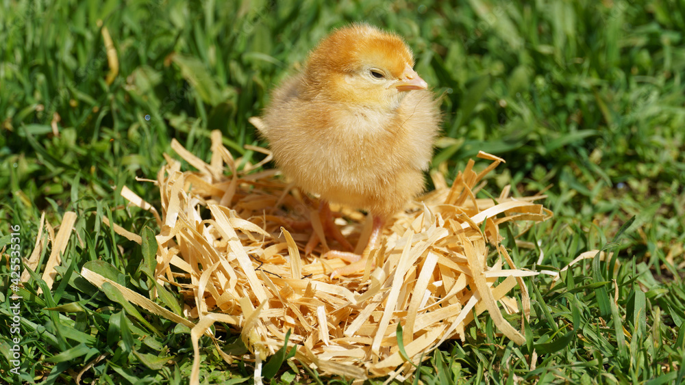 little chicken in the nest on a background of green grass