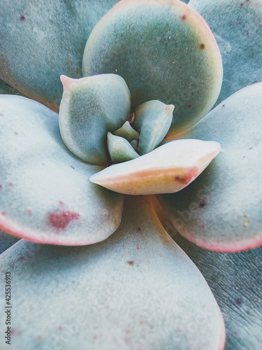 Extreme close up of an echeveria photo