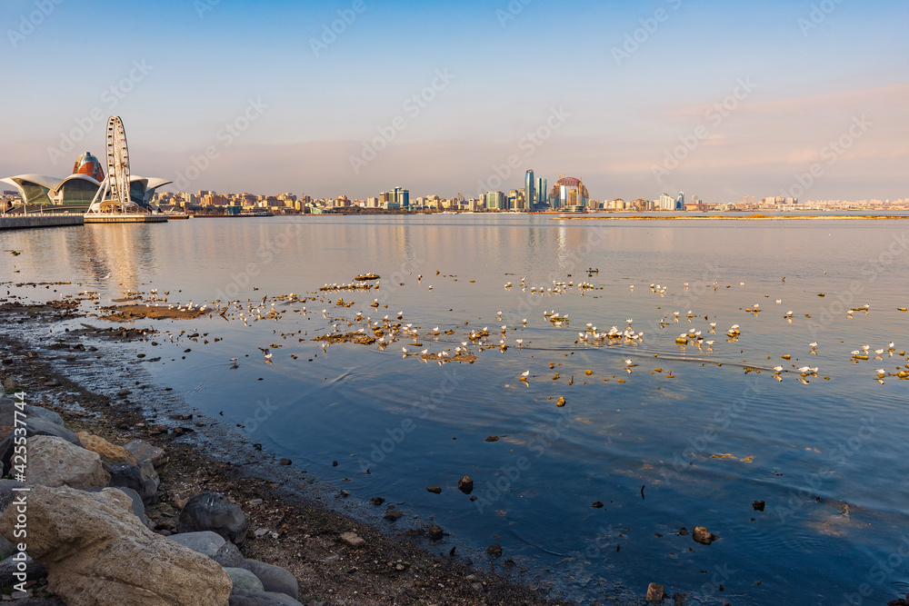 A flock of seagulls on the Baku bay