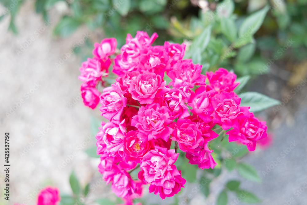 Fototapeta premium ピンクの花