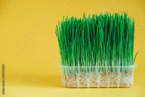 Sprouted green grass in a transparent plastic container on a yellow background. Copy, empty space for text