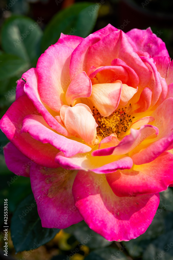 A beautiful blooming yellow-red rose flower close-up, Rosa chinensis Jacq.