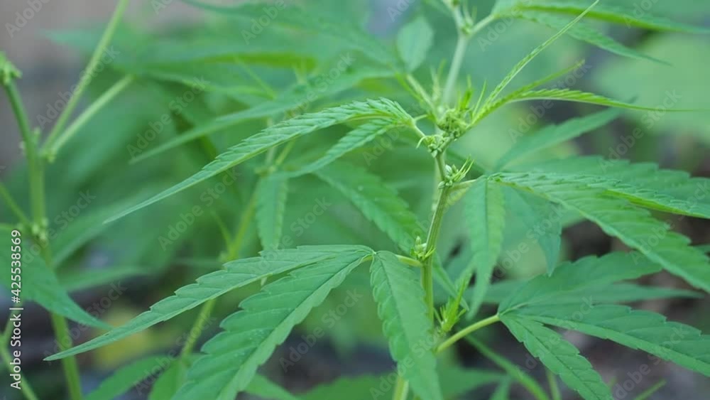 Cannabis plant green leaves swaying in the wind at outdoors farm. The texture of marijuana leaves. Close-up photo with copy space for text. Concept of cannabis plantation for medical. Slow motion. Cannabis plant green leaves swaying in the wind at outdoors farm. The texture of marijuana leaves. Close-up photo with copy space for text. Concept of cannabis plantation for medical. Slow motion.