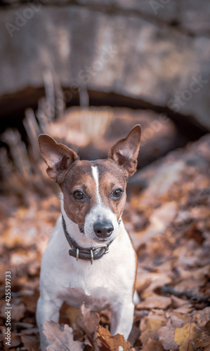 jack russell terrier