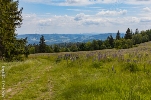 Big green fields of wheat trees and bushes in Kaczawskie mountains at cloudy day