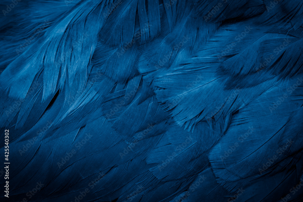 Fototapeta macro photo of blue hen feathers. background or textura