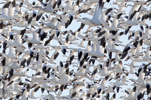 Photography Thousands of migrating Snow Geese (Chen caerulescens) fly off from Bourget, Onta