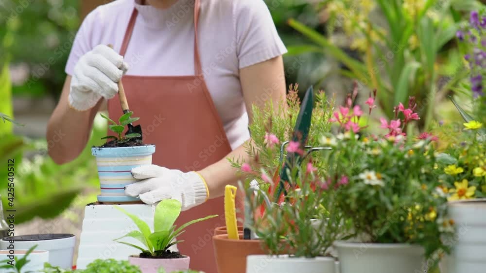 Select focus. Close up Plant pot, hand gardener woman care plant flower in garden. Asia people hobby and freelance gardening indoor at home, nature garden background. Happy and enjoy 