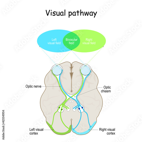 Visual pathway. Human's brain with eyes, optic nerves, and visual cortex.