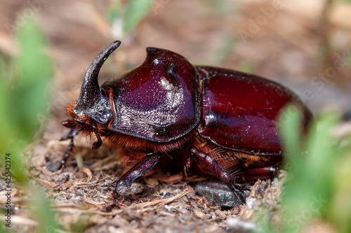 live bug a rhinoceros, insect © vadim_fl