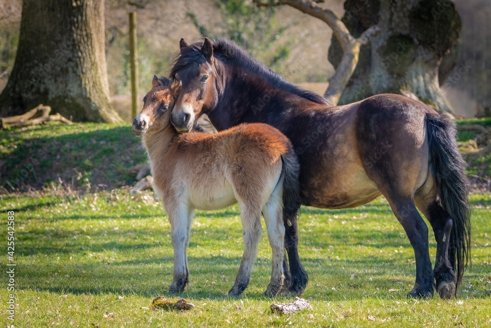 foal and mare