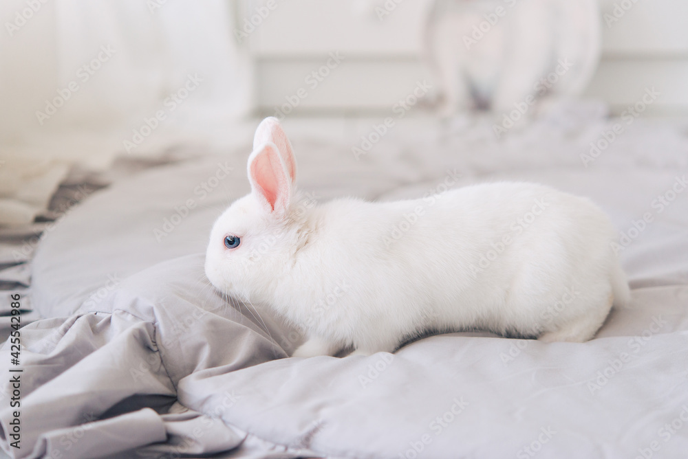 white rabbit on the bed white rabbit on the bed
