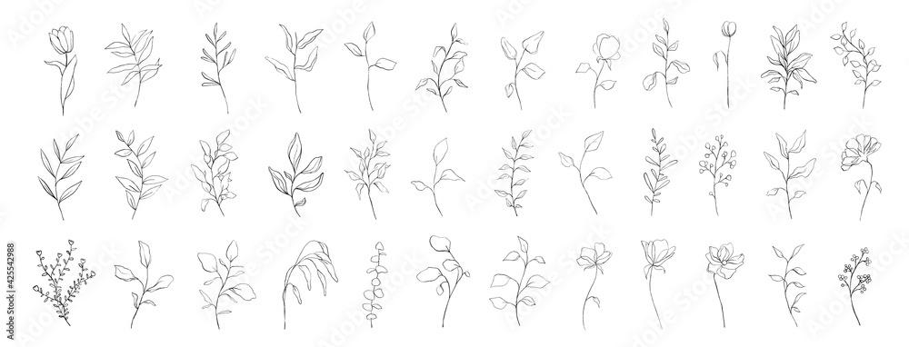 Set of botanical line art floral leaves, plants. Hand drawn sketch branches isolated on white background. Vector illustration