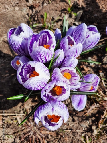 Spring flowers crocuses have blossomed