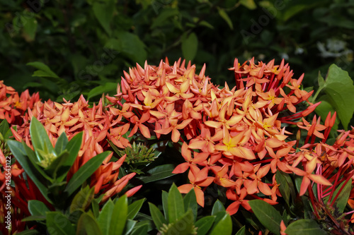 Red Ixora chinensis  Lamk