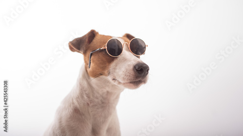 Jack russell terrier dog portrait in sunglasses on white background © Михаил Решетников