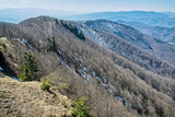 Deciduous forest with snow, Klak hill, Slovakia, springtime scene