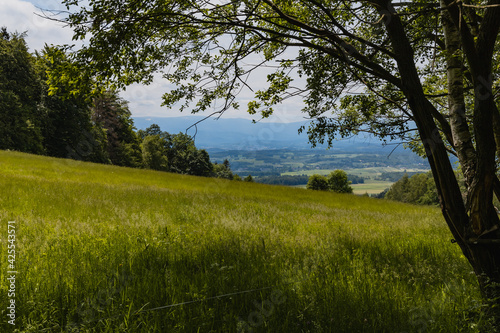 Big green fields of wheat trees and bushes in Kaczawskie mountains at cloudy day