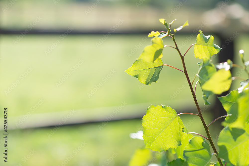 Obraz premium leaves in the morning sun