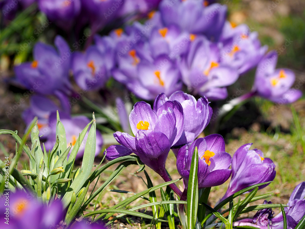 close by many small light lilac crocus flowers grow in the garden in sunny spring side view .spring close by many small light lilac crocus flowers grow in the garden in sunny spring side view .spring