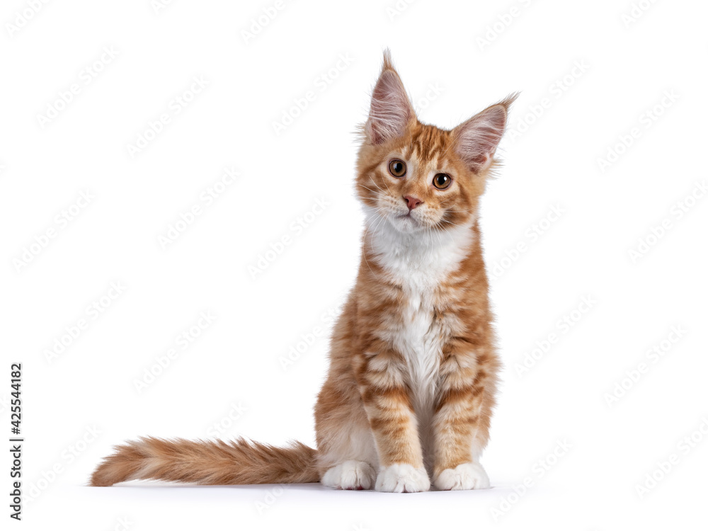 Cute red with white maine coon cat kitten, sitting up straight facing front. Looking towards camera with cute head tilt. Isolated on white background. Cute red with white maine coon cat kitten, sitting up straight facing front. Looking towards camera with cute head tilt. Isolated on white background.