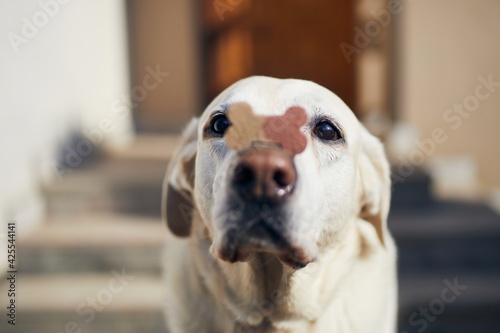 Funny labrador retriever is balancing dog treat with bone shape on snout. 