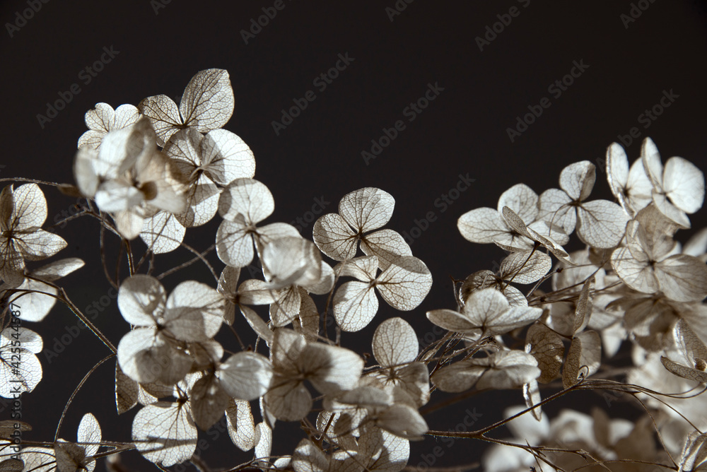 Dry hydrangea branch on plain background Dry hydrangea branch on plain background