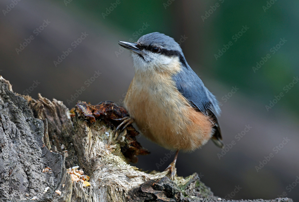 Nuthatch collecting and caching food in the woods Nuthatch collecting and caching food in the woods