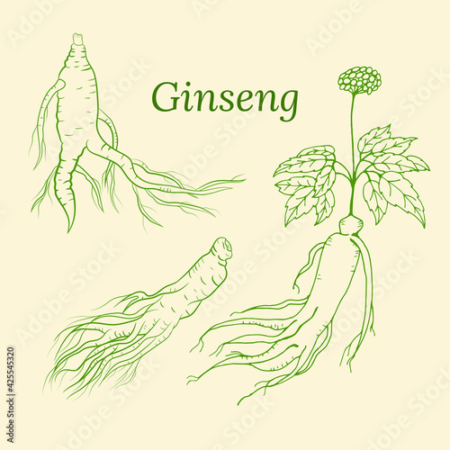 Valokuva Drawing of leaves and root of ginseng