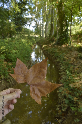 autumn leaves in the forest