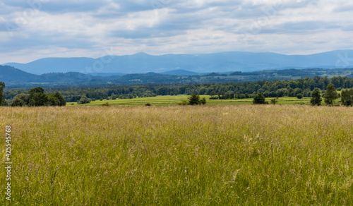 Big green fields of wheat trees and bushes in Kaczawskie mountains at cloudy day