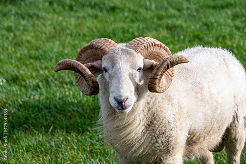 Magnificent horns of a Wiltshire Horn ram