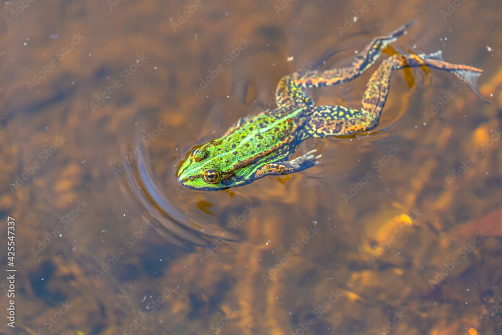Ein Frosch im Wasser. Lang streckt er seinen Körper beim Schwimmen. Gut