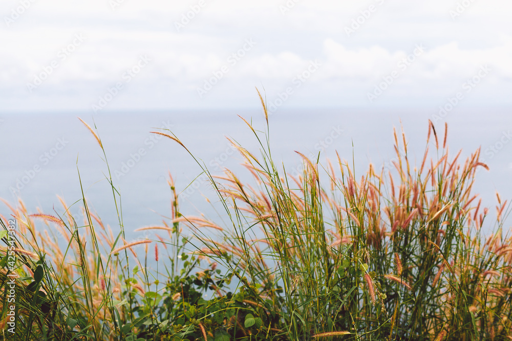 Pampas grass outdoor in light pastel colors. Dry reeds boho style. White herb in nature with sunlight. Natural eco background with a beautiful spike in the foreground. Scenic photo copy space