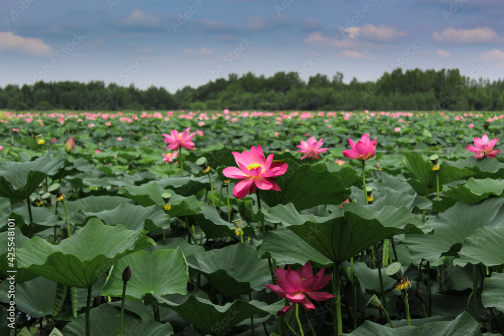 Pink lotus flower on green background in the park