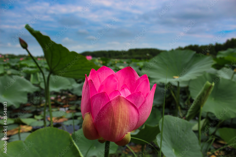 Pink lotus flower on green background in the park