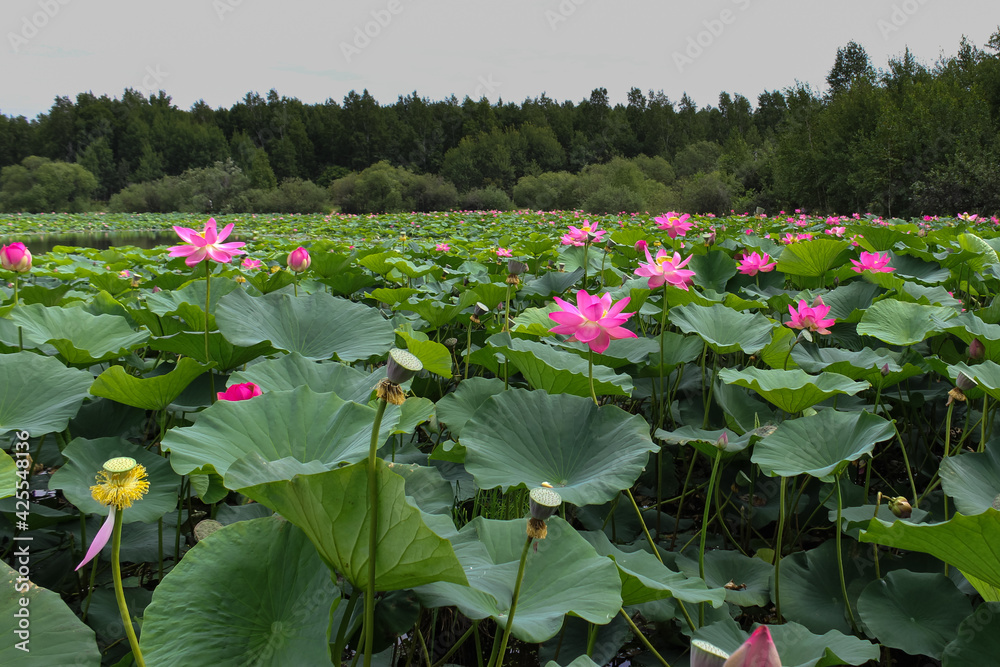 Pink lotus flower on green background in the park