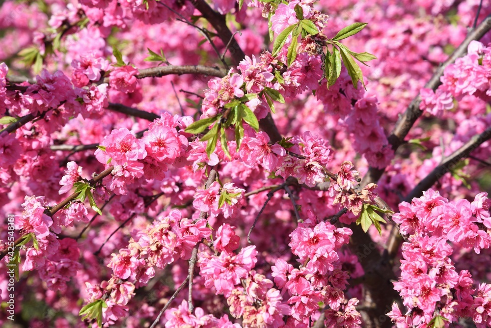 Peach blossom is a deciduous shrub of Rosaceae with colorful red, white and pink flowers blooming in April.