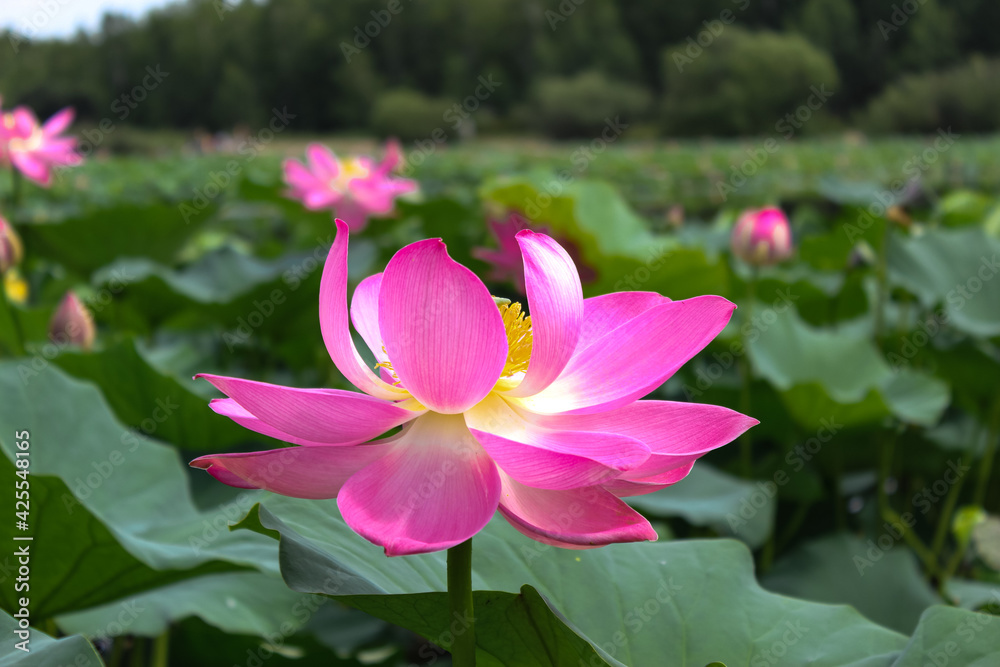 Pink lotus flower on green background in the park