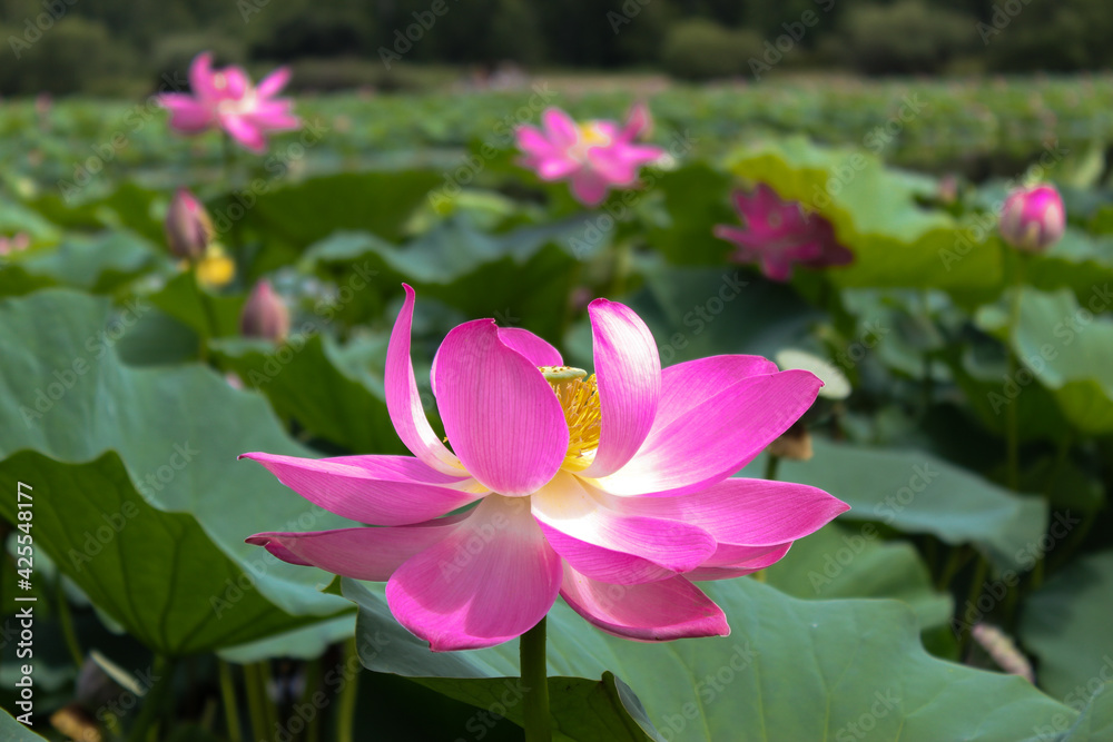 Pink lotus flower on green background in the park