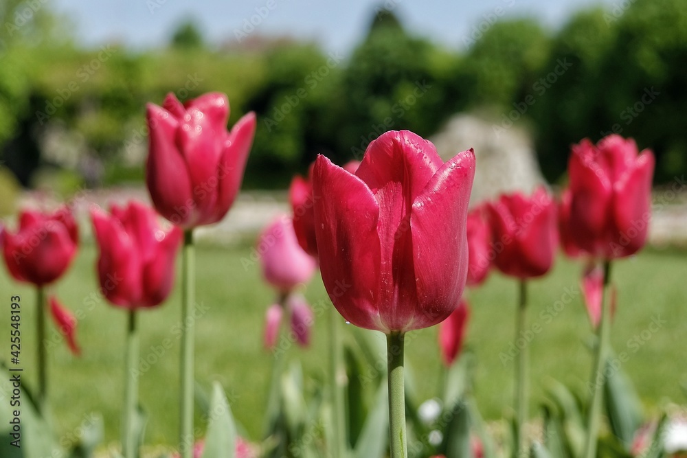 Close up of beautiful red tulips outdoors in France 