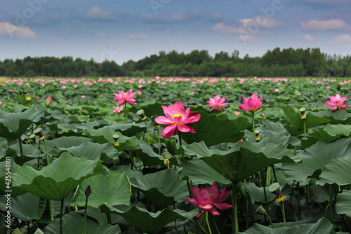 Obraz na płótnie Pink lotus flower on green background in the park w salonie
